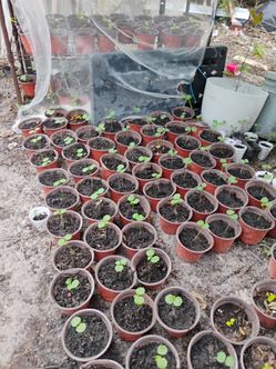 Jamaican sorrel plants