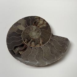 Fossil Ammonite
