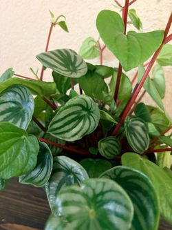 Two varieties of peperomia plants