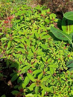 Flowering plants and shrubs
