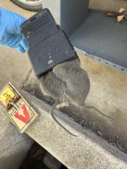 Rat Control / Control De Ratas