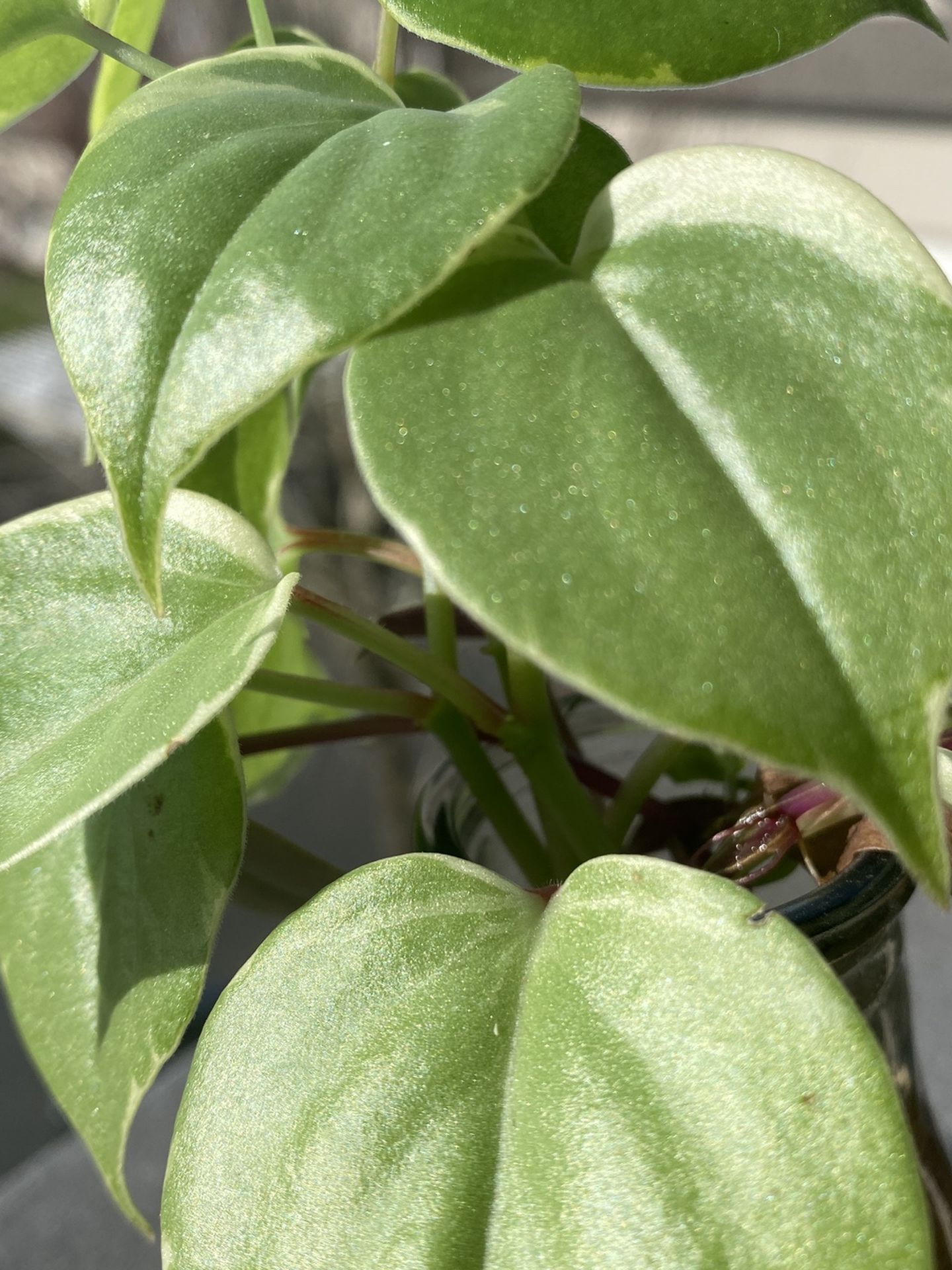Peperomia Scandens Variegata Plant Rooted Cuttings 