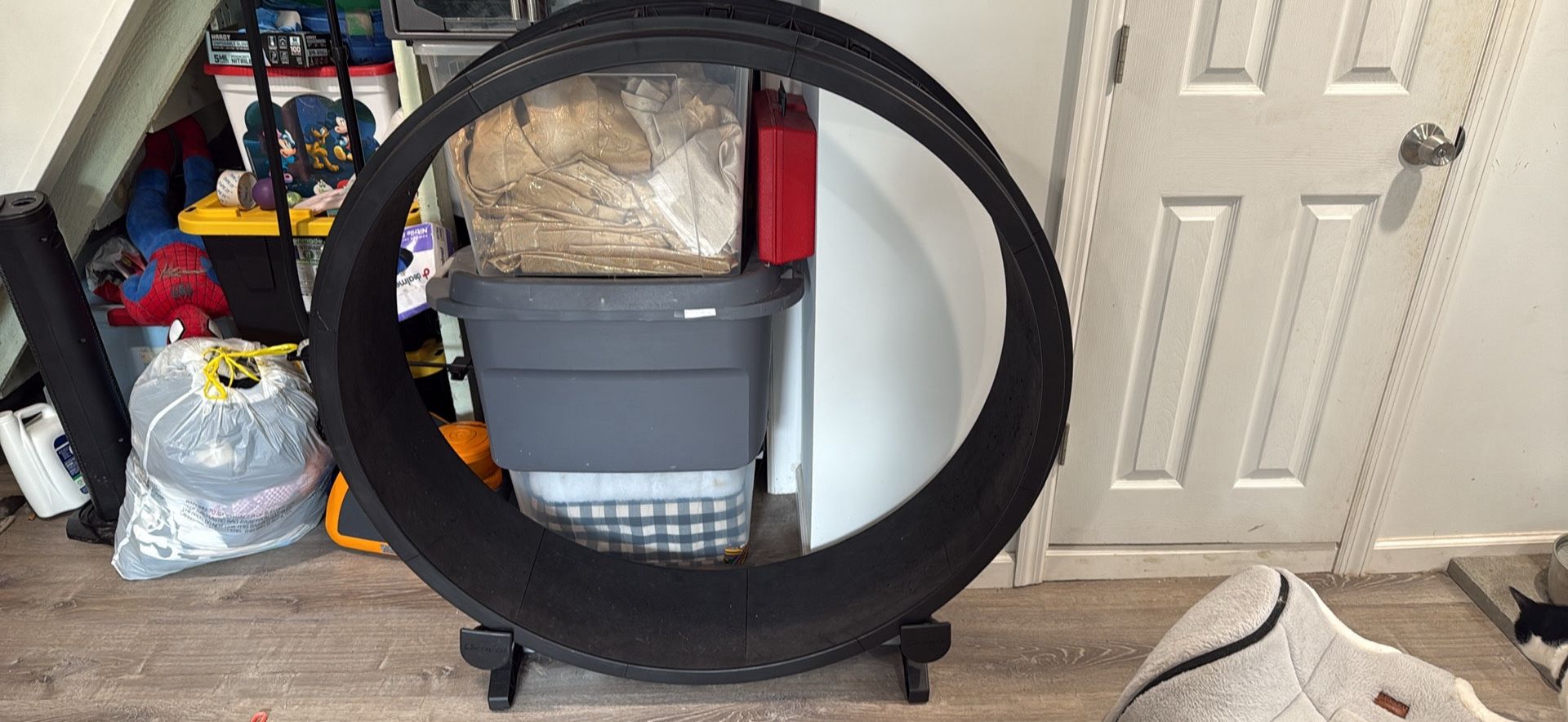 Cat Wheel