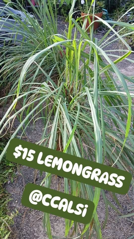 Lemongrass Plants