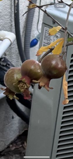 Pomegranate Tree
