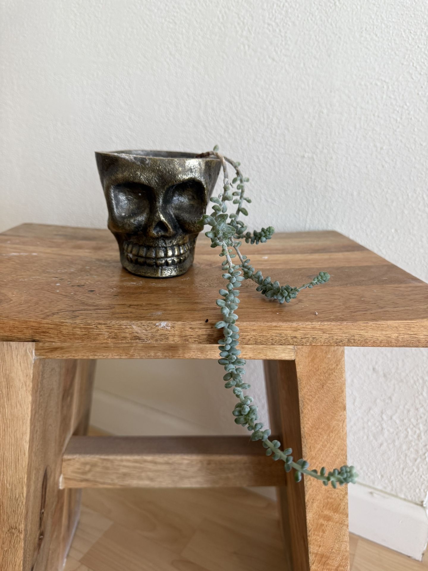Succulent plant + gold metal skull pot