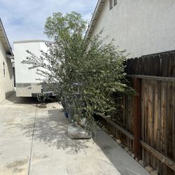 36” Box Fruitless Olive Tree 