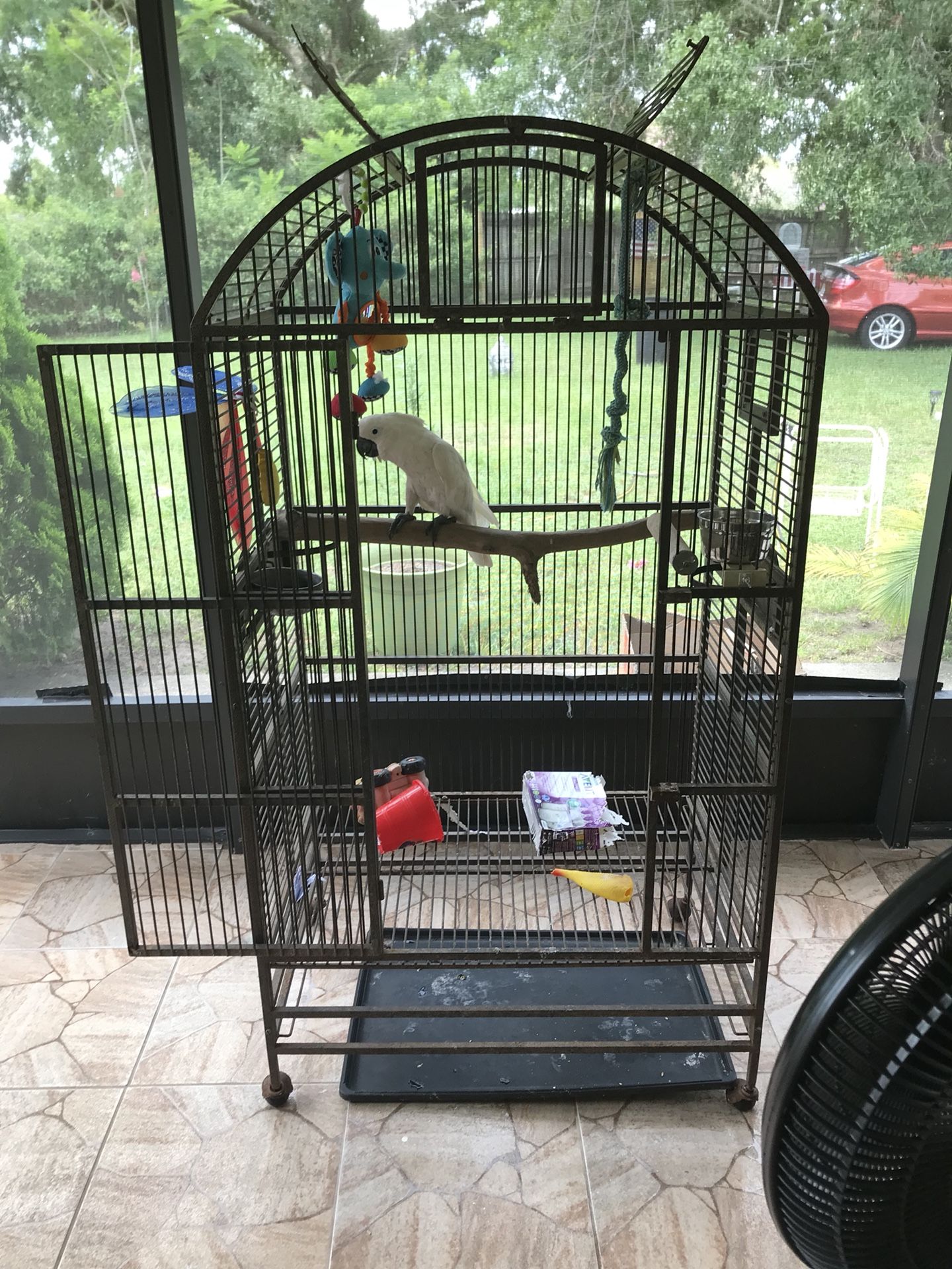 Large cage with Umbrella Cockatoo