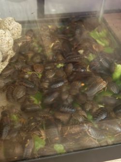 Dubia roaches adult