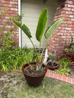 Large White Bird of Paradise (Strelitzia nicolai) in Large Ceramic Pot