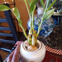 4 Bamboo Plants In One Pot And Crystal Clear Vace 