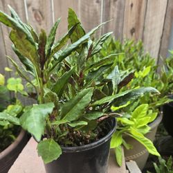 Okinawa Spinach Plant, Vegie, One Gallon Pot 