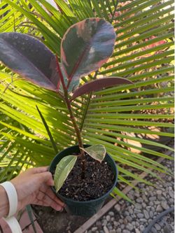 Pink Variegated Rubber Plant In 6” pot