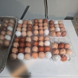  Eggs For Sale