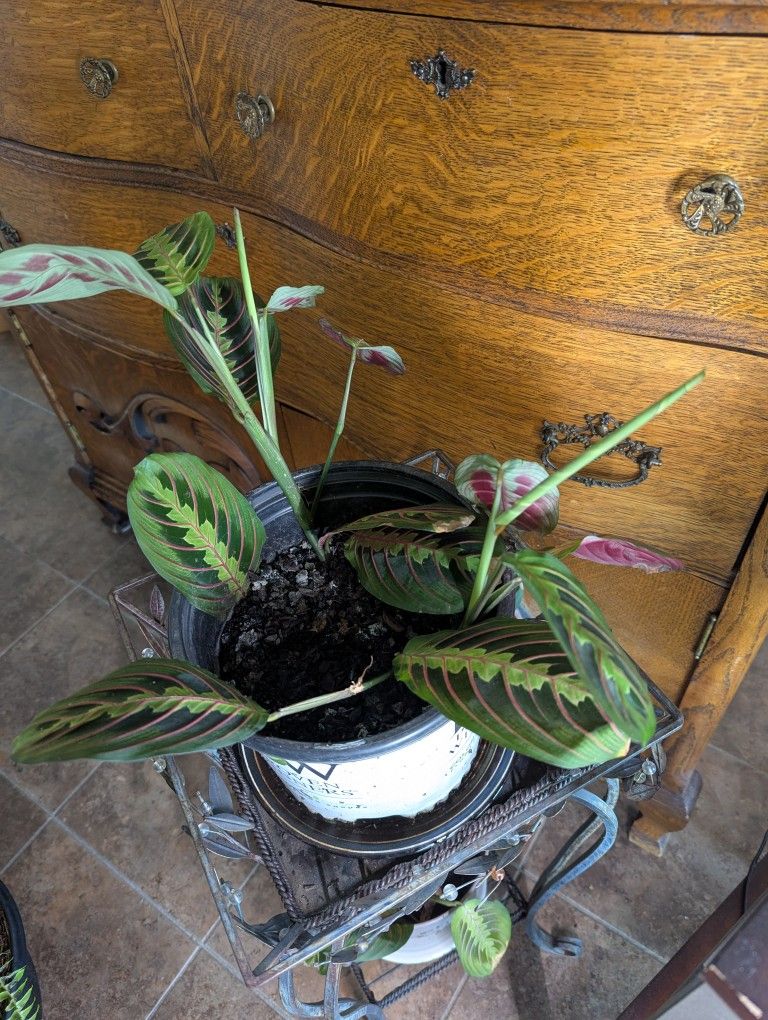 Healtly Prayer Plants