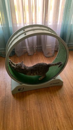 Cat Wheel / Cat Treadmill