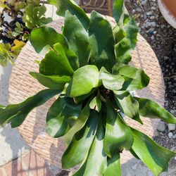 Staghorn Fern Plants