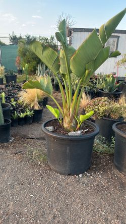 Giant bird of paradise