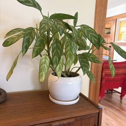 Beautiful 20" Potted Calathea Plant