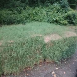 Zoysia grass for sale price is firm a pallet