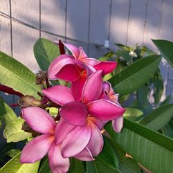 Super Tall Plumeria 55 Dollares