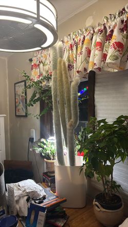 Silver Torch Cactus