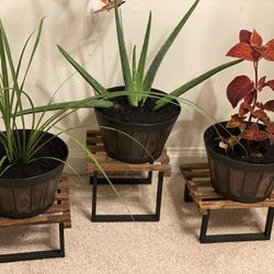 Wooden Plant Stands