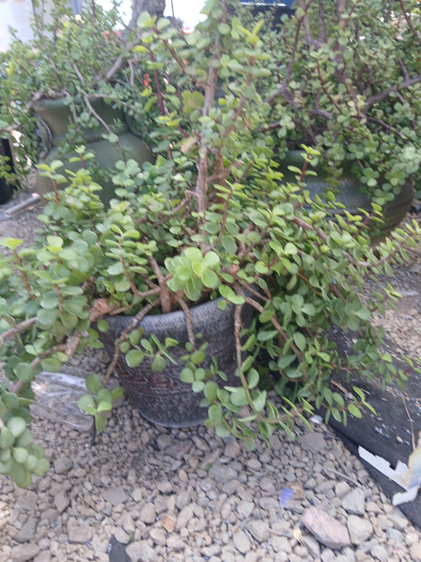 Plantas