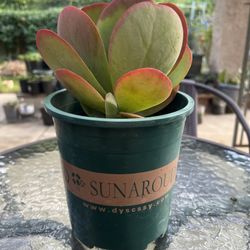 $6 Each – Paddle Plant Succulent (Flapjack) | Live & Easy Care