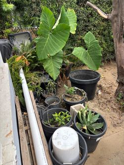 Buckets/pots  for sale