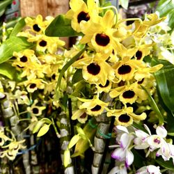 Dendrobium Nobile Big Pot Hoa Lan  Dendro  Xuân