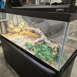 Reptile Terrarium 40 Gallon Full Set Up