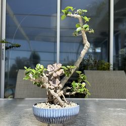 Ficus And Succulent Bonsai