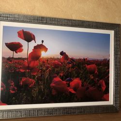 Framed Poppies Art