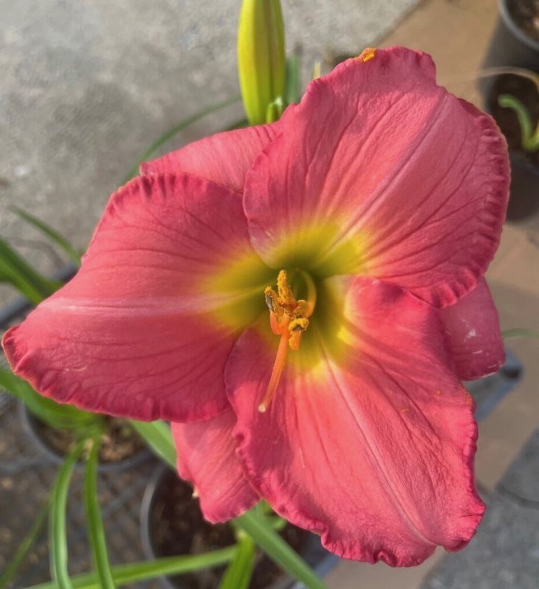 Daylilies Perennial Homegrown Plants