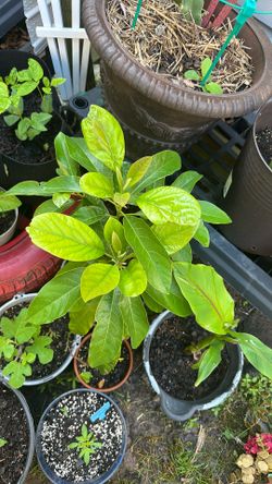 Avocado tree.