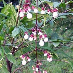 Bulb Plant