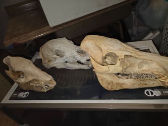 Skulls