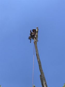 Tree Work