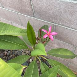 Plumerias New Flowers 