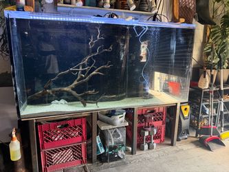 240 Gallon 3/4” Acrylic Aquarium + Custom Stand, Driftwood & LED Lights – $1,500 OBO