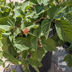 Organic Boysenberry Plant 