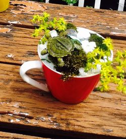 Teacup Fairy Garden...Live Moss And Plants