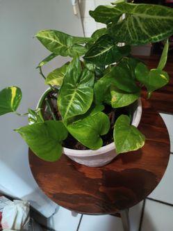 Plant