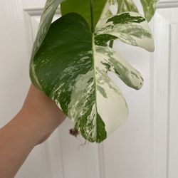 Beautiful Albo Monstera Top Plant CUTTING- Active Roots