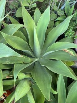 Cactus AGAVES AND SAGE PLANTS
