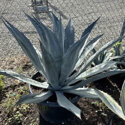 Agave