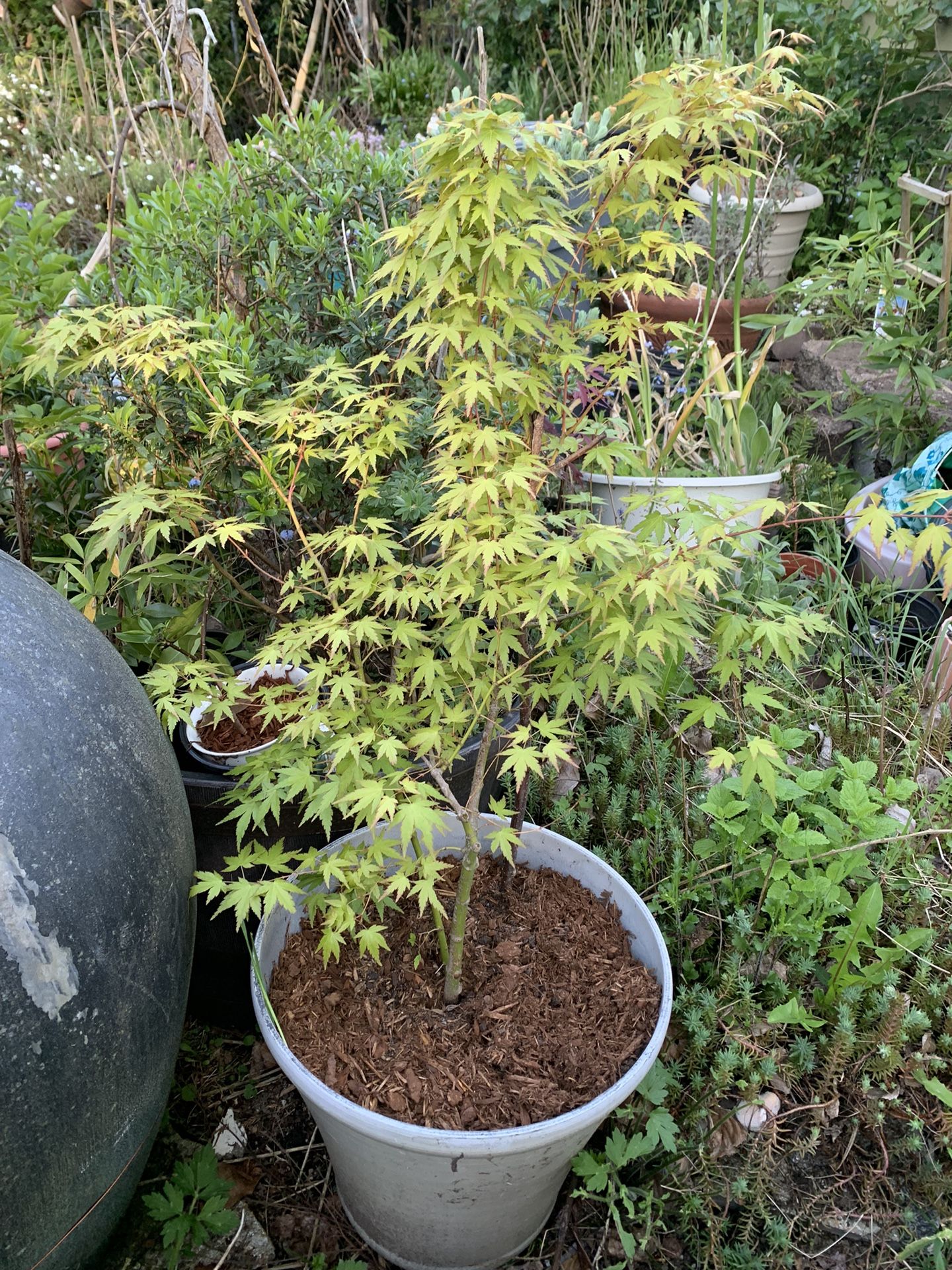 Maple Tree