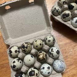 Fertile Jumbo Coturnix Quail Eggs