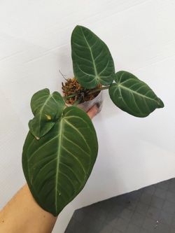 Anthurium Villenaorum Tropical Plant